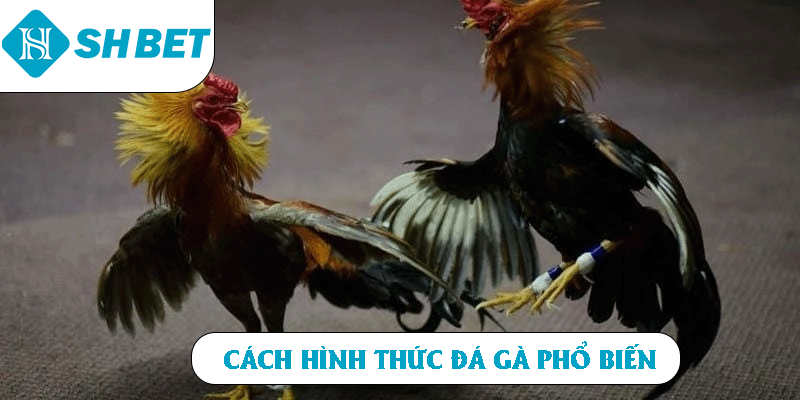 Cách hình thức đá gà phổ biến