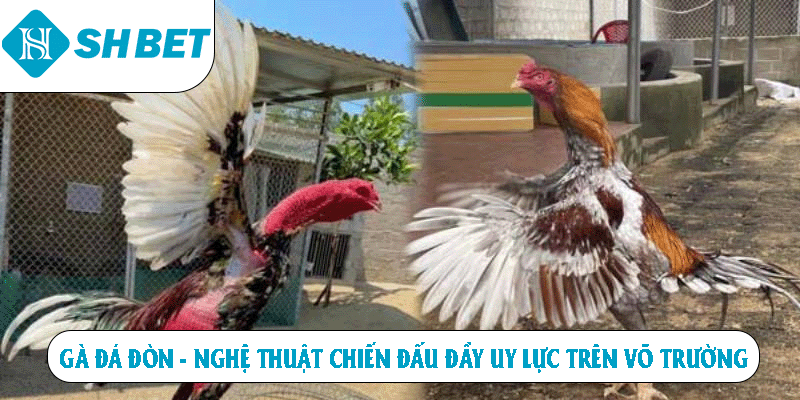 Gà đá đòn nghệ thật chiến đấu đầy uy lực trên võ trường
