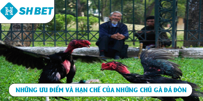 Những ưu điểm và hạn chế của những chú gà đá đòn