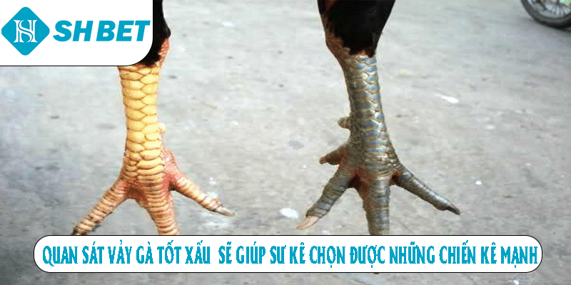 Quan sát vảy gà tốt xấu sẽ giúp sư kê chọn được những chiến kê mạnh