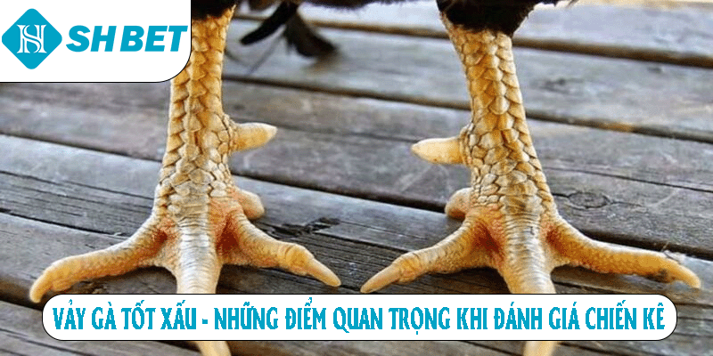 Ảnh đại diện vảy gà tốt xấu