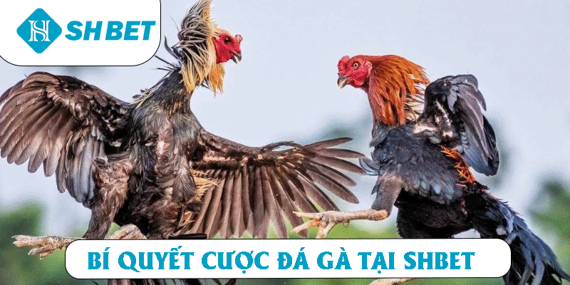 Bí quyết cược đá gà tại SHBET