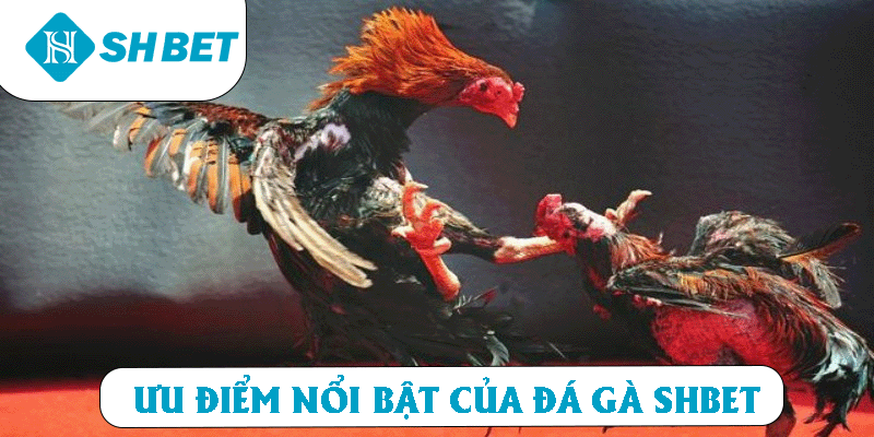 Ưu điểm nổi bật của Đá gà SHBET